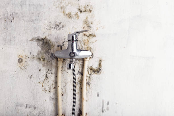 Best Affordable Mold Removal  in Hebron, MD