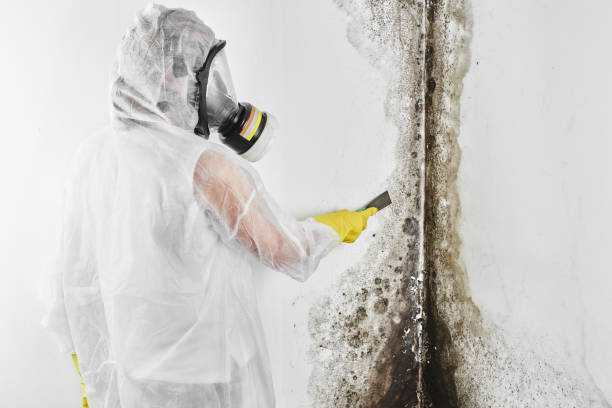 Best Attic Mold Removal  in Hebron, MD