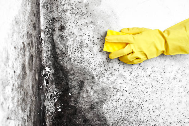 Best Toxic Mold Removal  in Hebron, MD