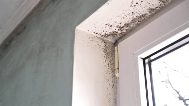Best Office Mold Removal Services  in Hebron, MD