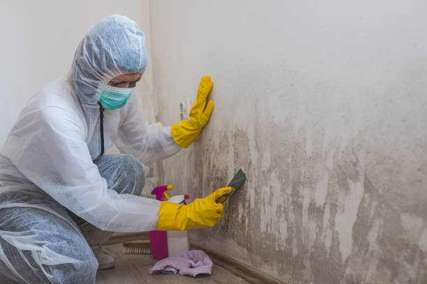 Best Residential Mold Removal  in Hebron, MD