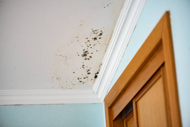 Best Water Damage Restoration  in Hebron, MD
