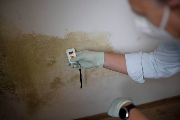 Mold Removal Process in Hebron, MD