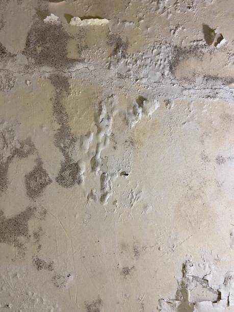 Office Mold Removal Services in Hebron, MD