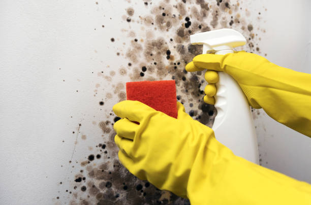 Best Mold Damage Repair  in Hebron, MD