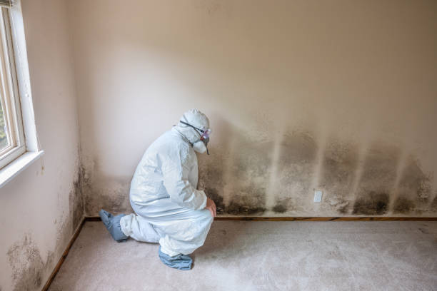 Best Black Mold Removal  in Hebron, MD