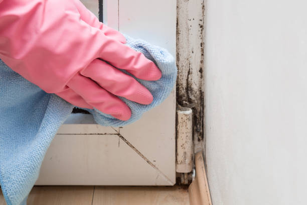 Hebron, MD Mold Removal Company