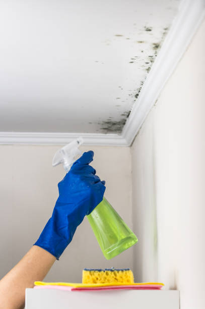 Best Crawl Space Mold Removal  in Hebron, MD