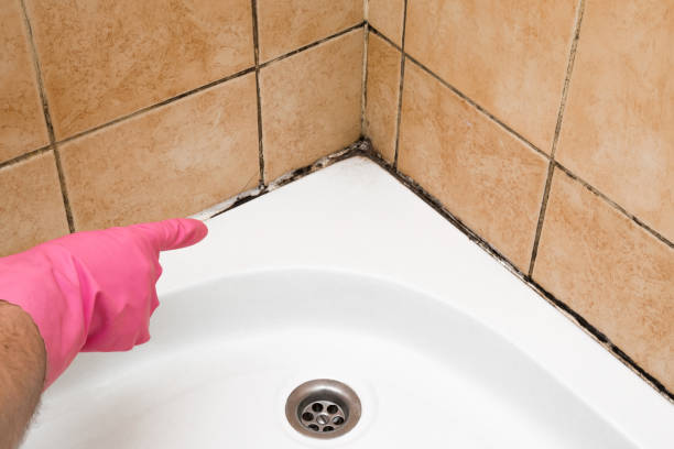 Best Mold Testing  in Hebron, MD